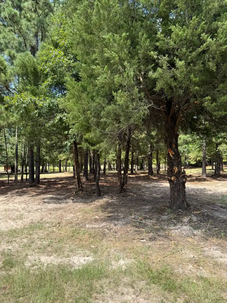 Cedar and pine stand thinned and mulched, brush cleared out from between the trunks