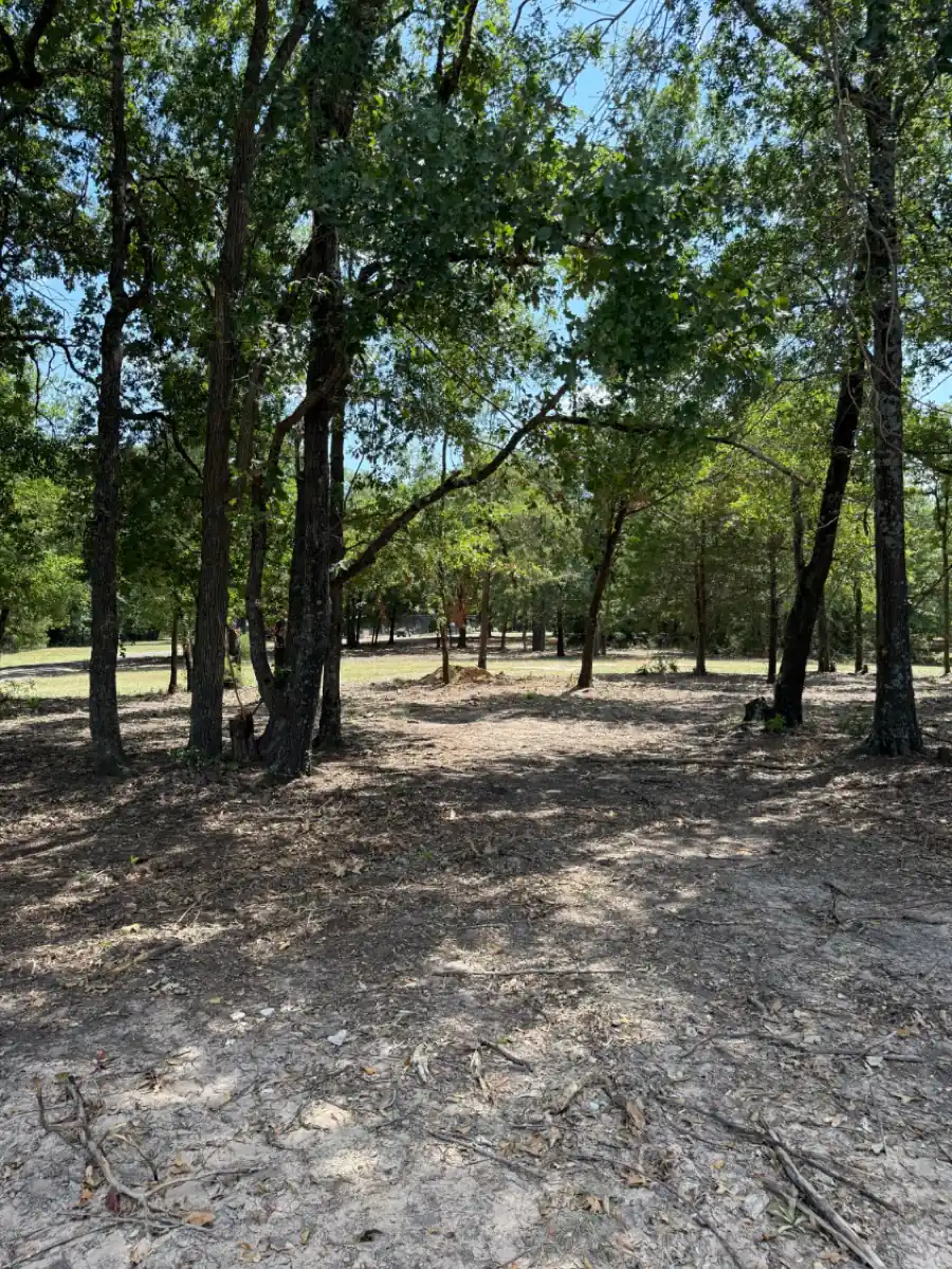 Wooded lot after clearing, mulched floor between standing hardwoods